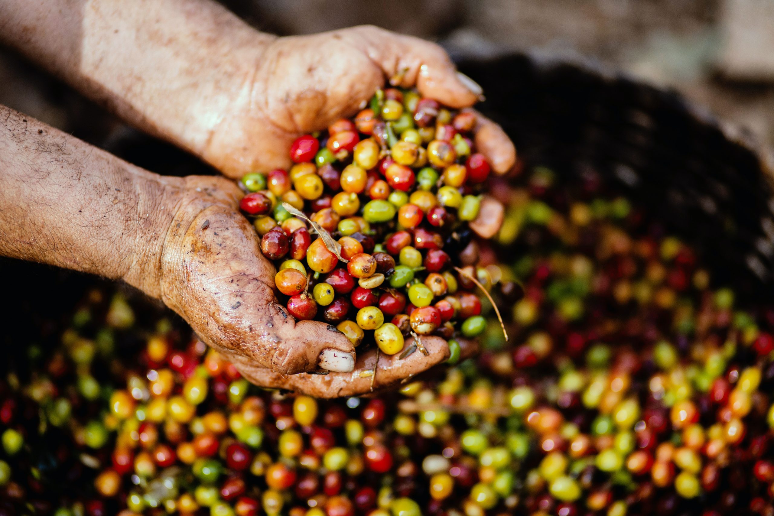Cerezas de café